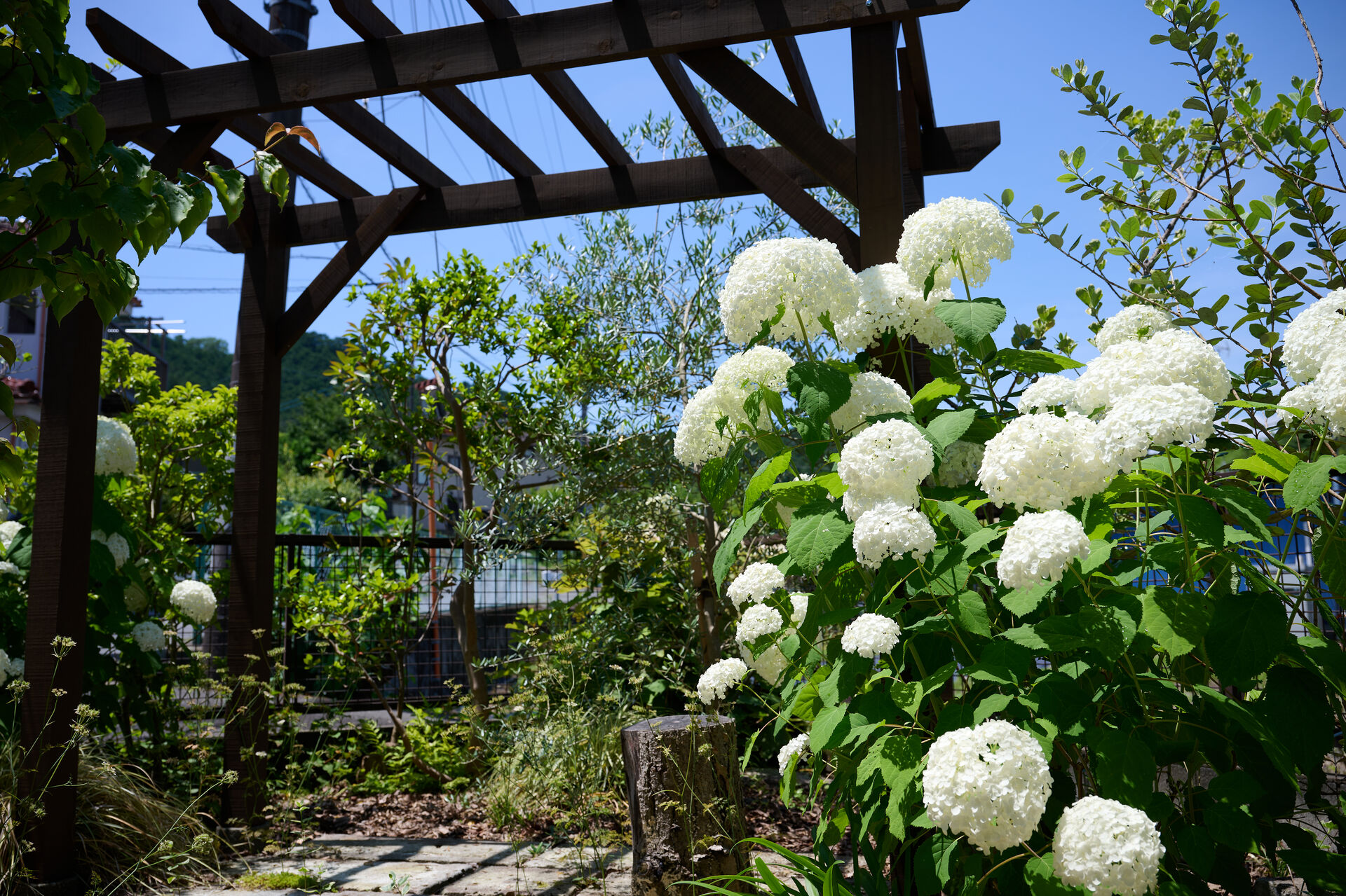 落葉樹と常緑樹、どちらがいい？